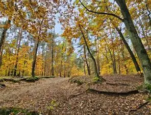 Magiczna polska złota jesień w lesie