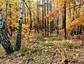 Jesienny spacer po lesie 2022 (MPK)